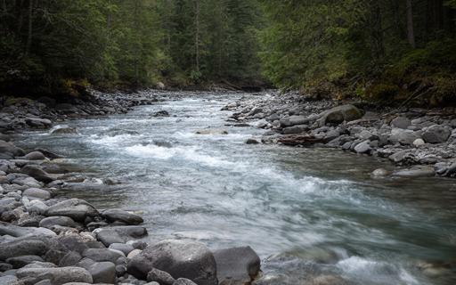 Trout water with riffles, stones, and soft current seams on a wooded watershed river